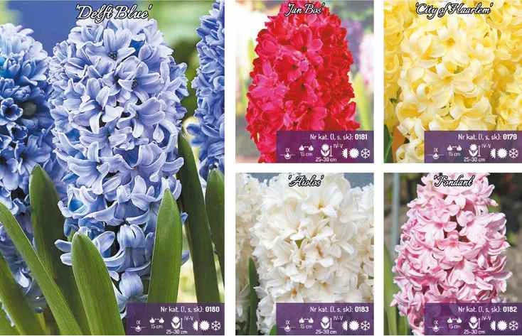50120_60803