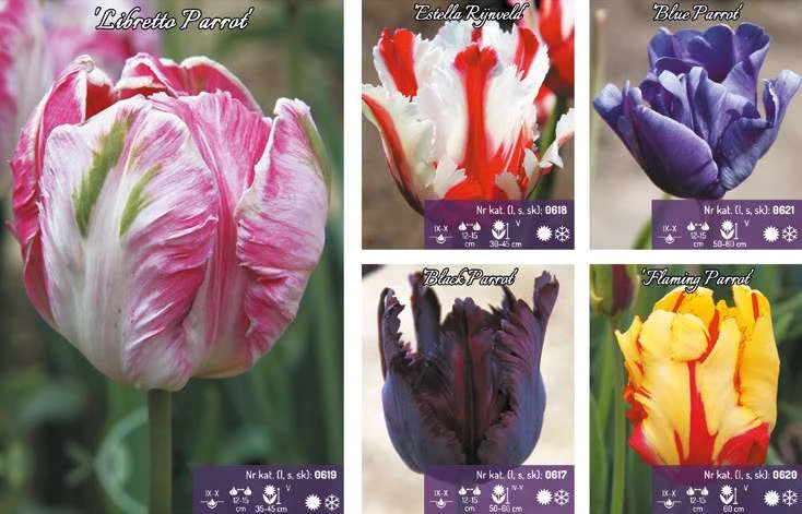 48098_60919