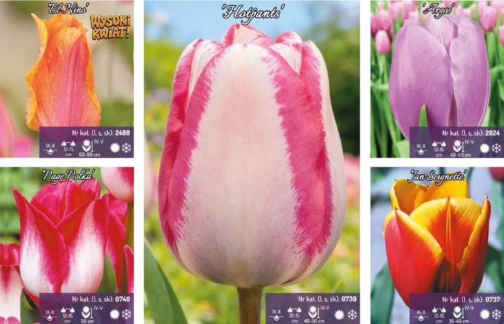 48195_60951