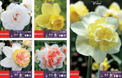 64048_61009