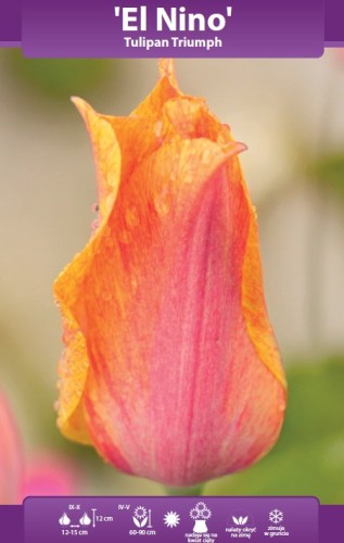 60063_55826