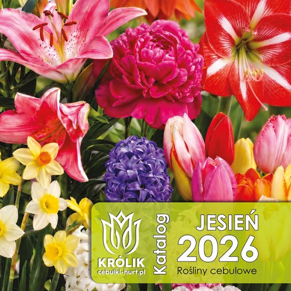 Katalog Jesień 2026 - cebulki kwiatowe
